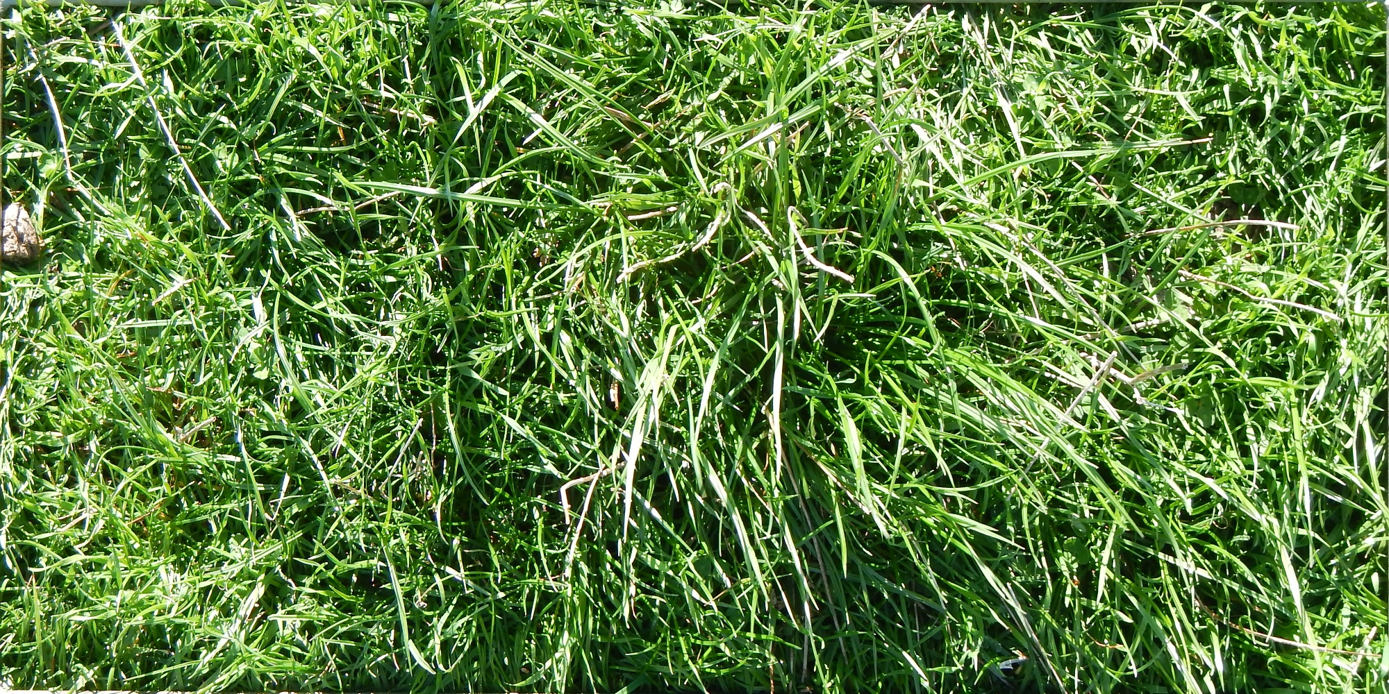 Grassland quadrat sample — CSIRO biomass prediction